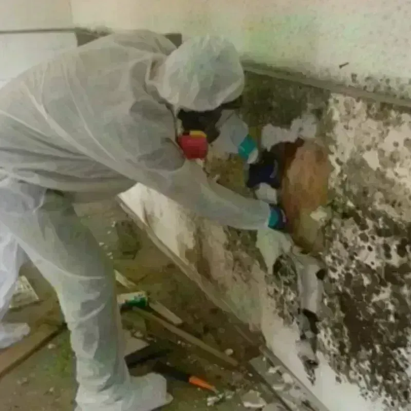 Mold Remediation and Removal in East Sonora, CA